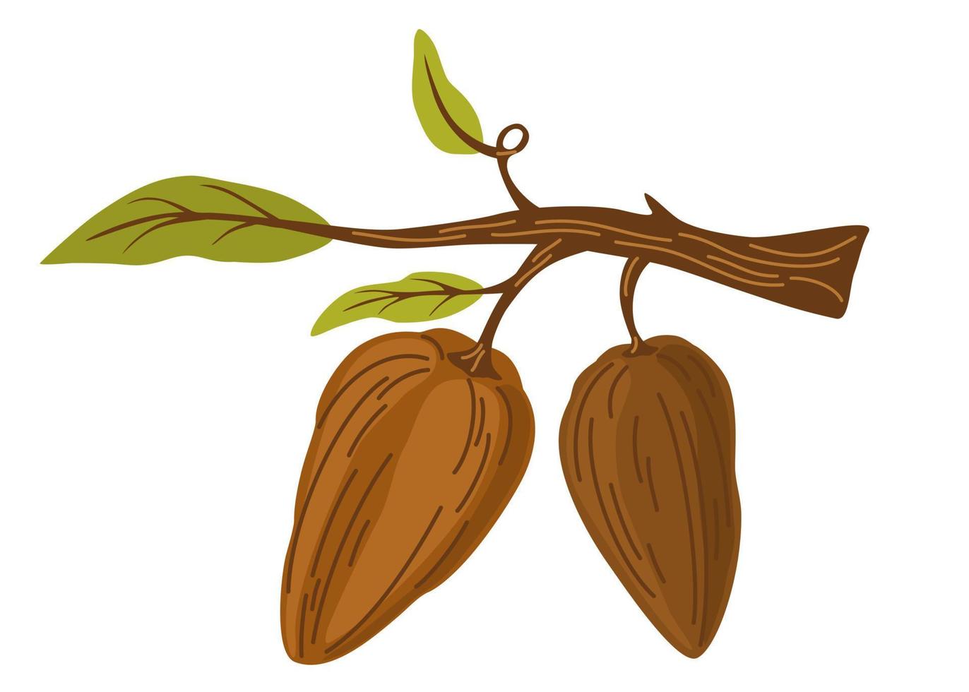 Chocolat cacao haricots. branche avec cacao des haricots et feuilles. parfait pour impression, épiceries, café, emballage, les cafés, les menus et le la toile. vecteur dessin animé main dessiner illustration isolé.