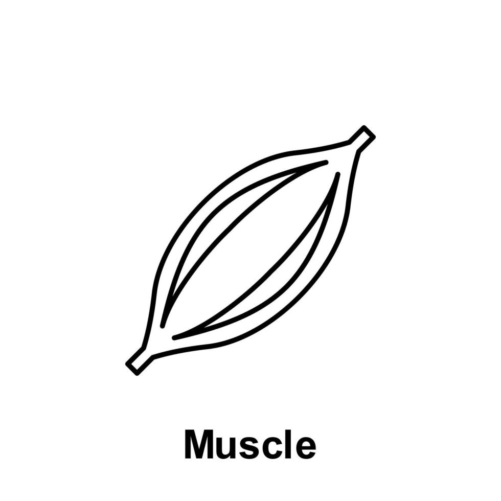 muscle, organe vecteur icône illustration