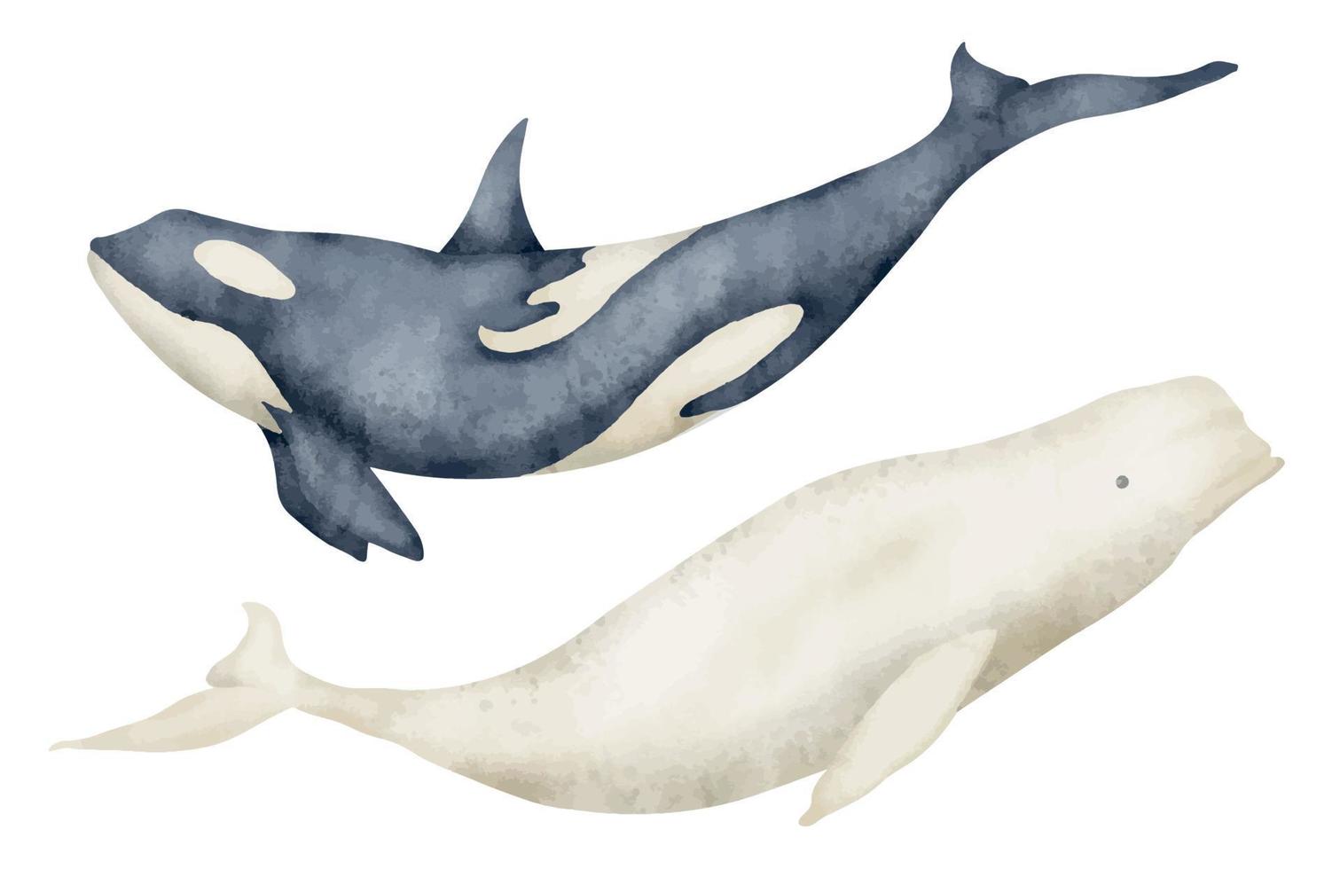 gros baleine et béluga. main tiré aquarelle illustration de sous-marin animaux sur isolé Contexte. ensemble de polaire mammifère poisson et orque tueur pour zoo conception. Nord Marin sauvage la vie pour icône ou logo vecteur