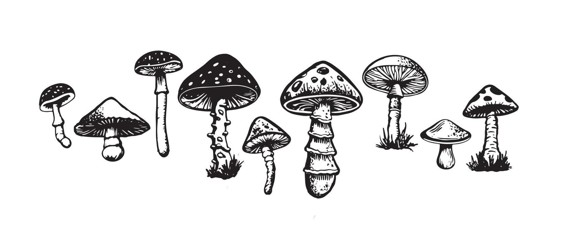 champignons ensemble main tiré illustrations, vecteur. vecteur