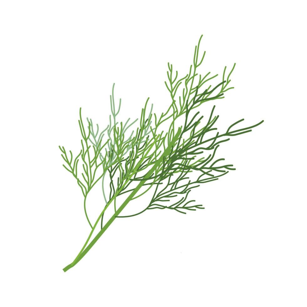 aneth brin isolé sur blanc Contexte. aneth pour menu, emballage, livre de recettes, la toile, étiquette conception. épicé parfumé annuel herbes sont grandi dans le jardin. vecteur illustration