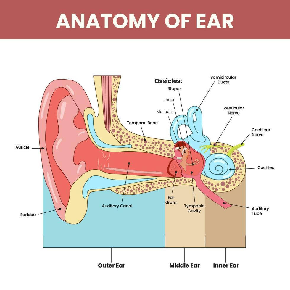 anatomie de oreille infographie coloré Contexte. vecteur