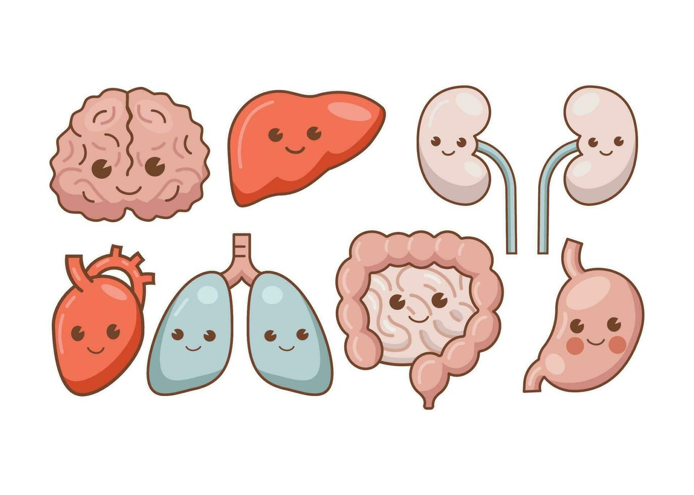 dessin animé illustration de Humain anatomie organe vecteur