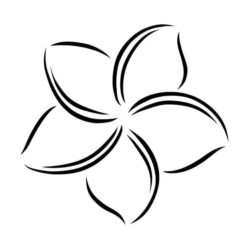frangipanier ou plumeria exotique été fleur. gravé frangipanier isolé dans blanc Contexte. vecteur illustration