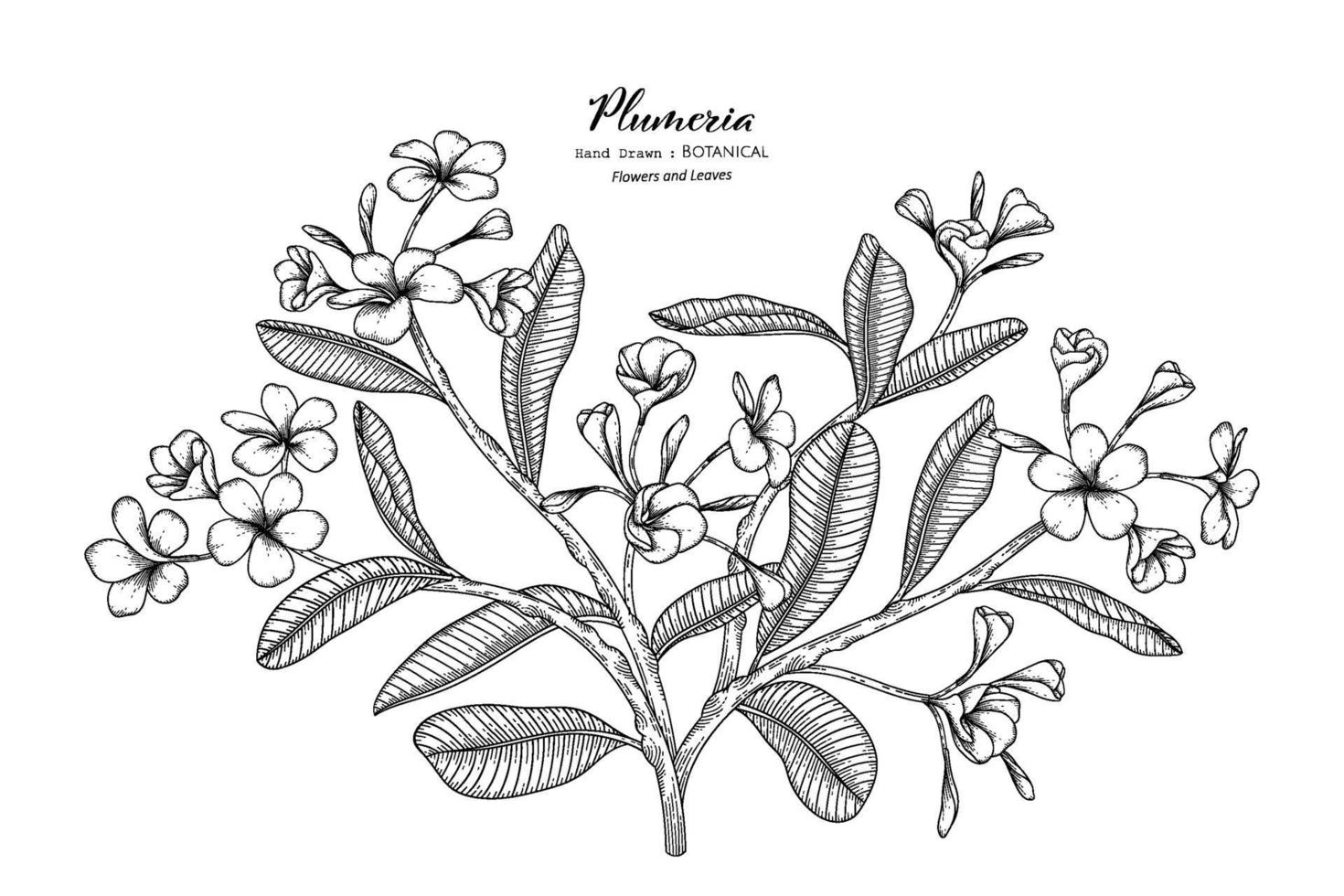 fleur de frangipanier et feuille illustration botanique dessinée à la main avec dessin au trait. vecteur