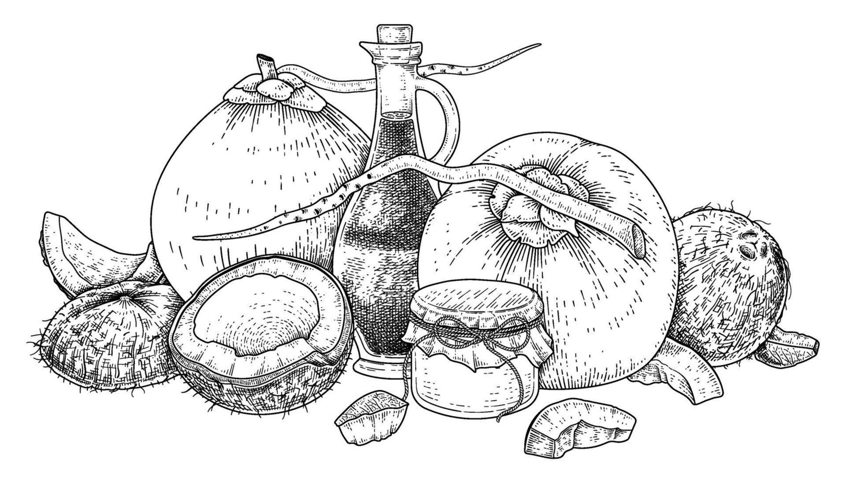 viande de demi-coquille entière et huile de noix de coco illustration rétro de vecteur dessiné à la main