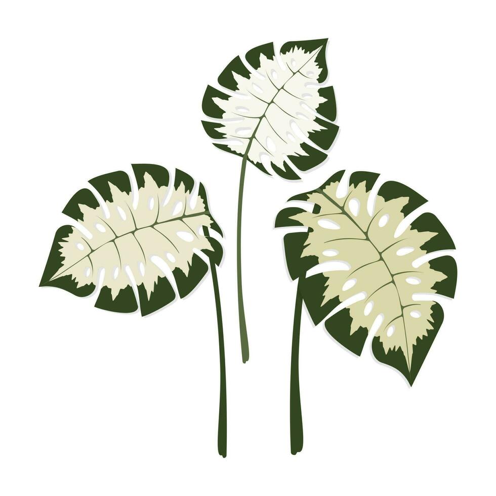 ensemble de monstera feuilles, isolé, pour décoration. vecteur