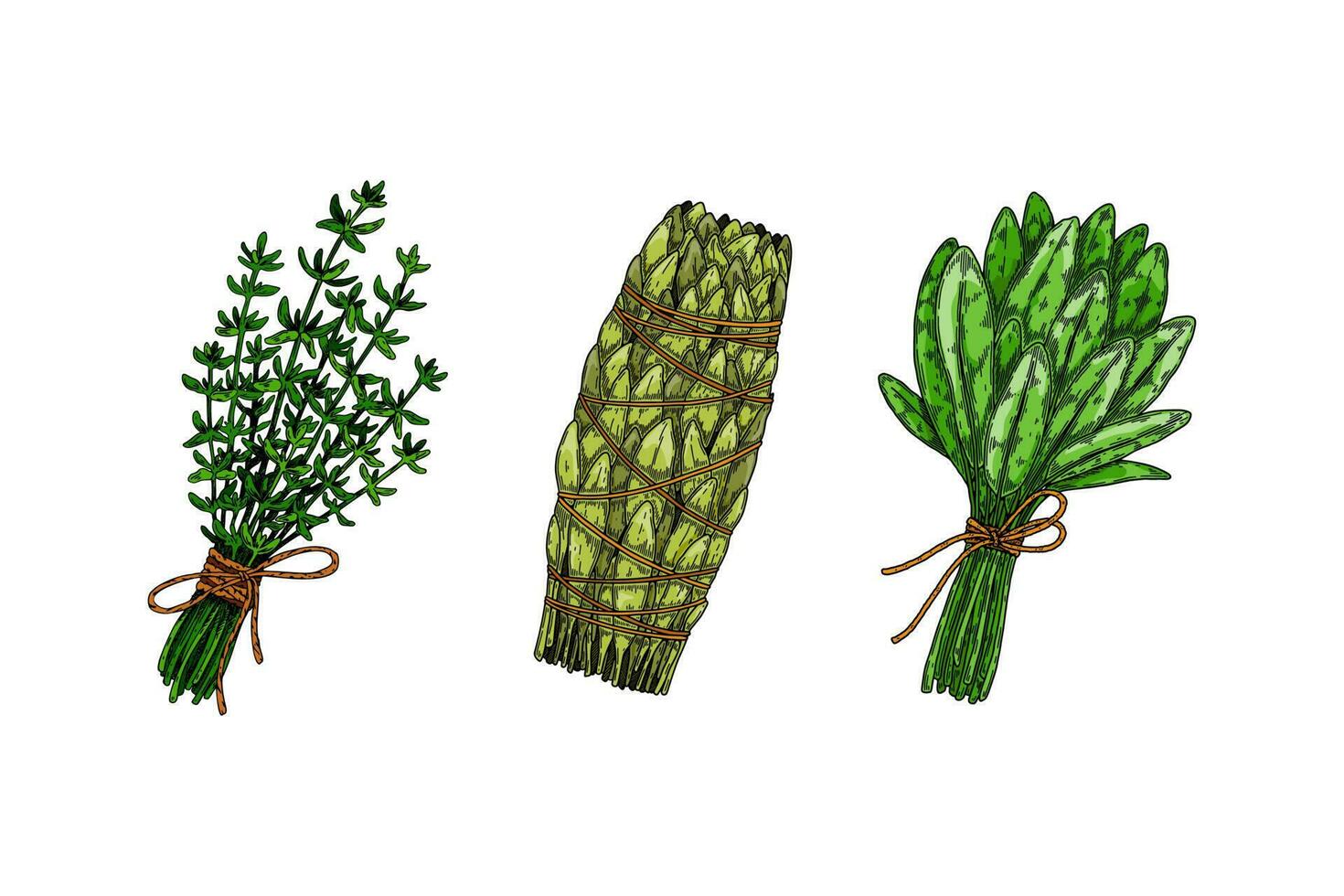 à base de plantes grappes. ensemble de main tiré feuille assaisonnements. vecteur illustration dans esquisser style