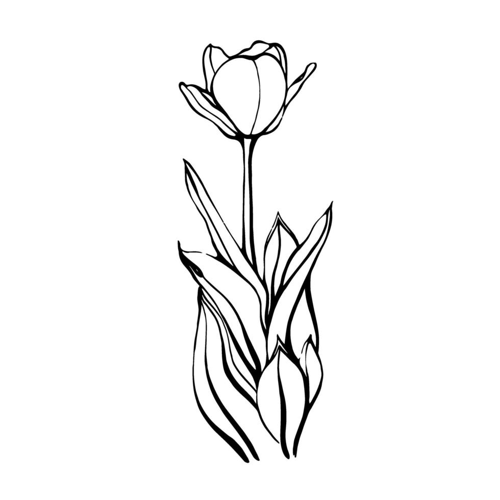 tulipe sur une tige avec des feuilles.une fleur de tulipe. illustration vectorielle dans le style doodle. design floral.les éléments sont isolés sur fond blanc vecteur