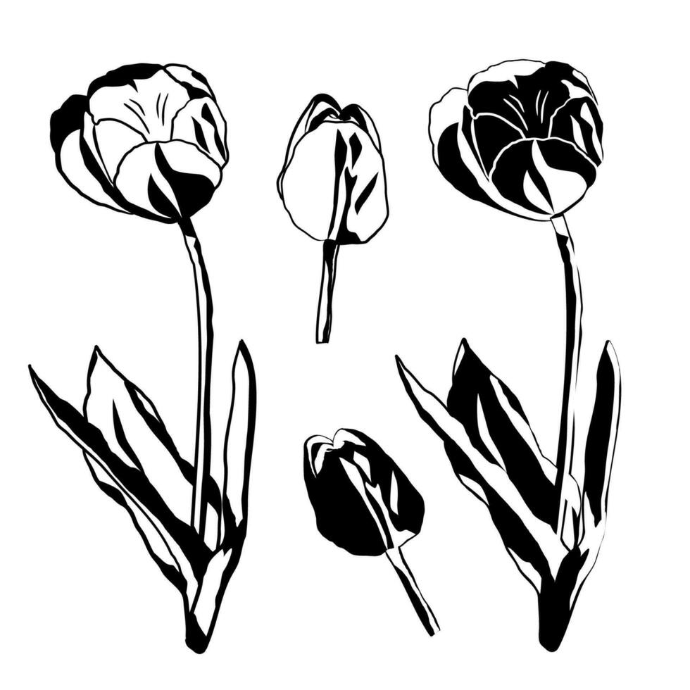 noir et blanc stylisé tulipe fleur badge. vecteur illustration.