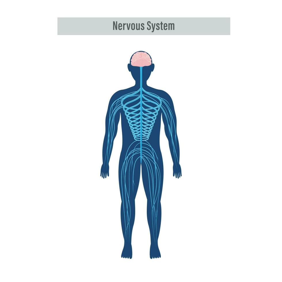 diagramme ou anatomie de nerveux système sur blanc Contexte. vecteur