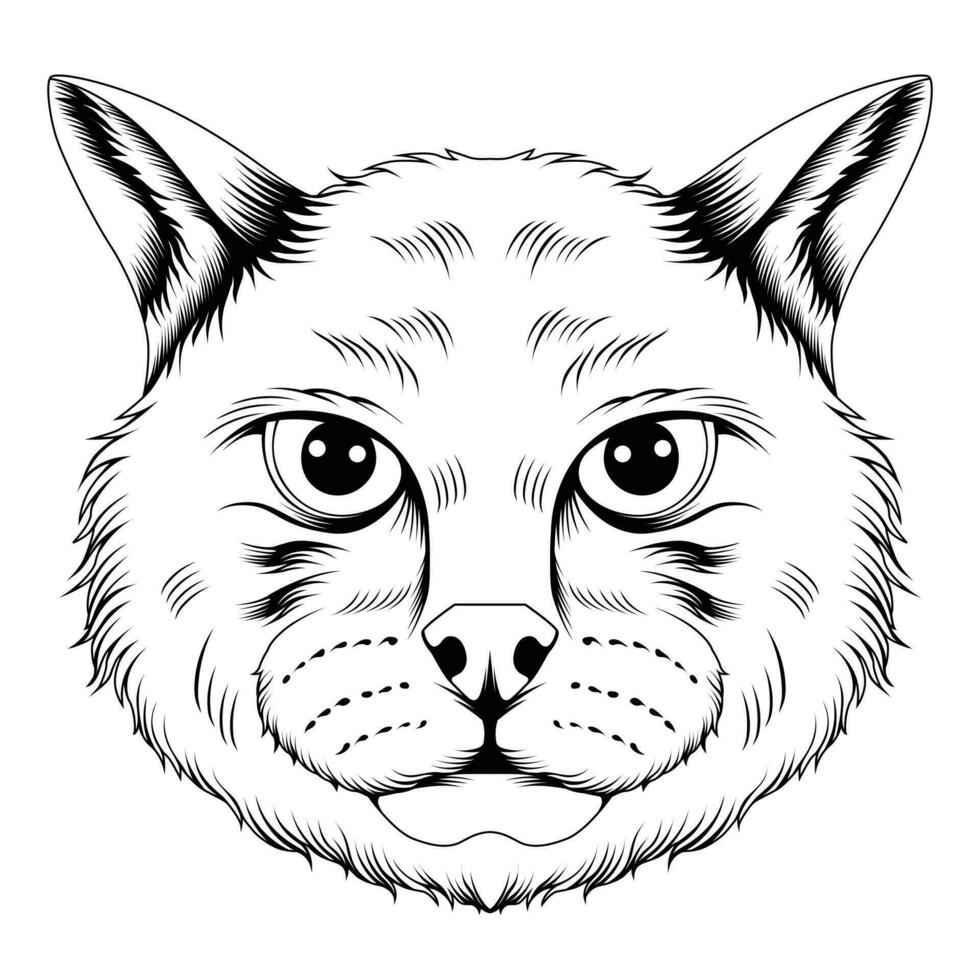chat faucon illustration vecteur