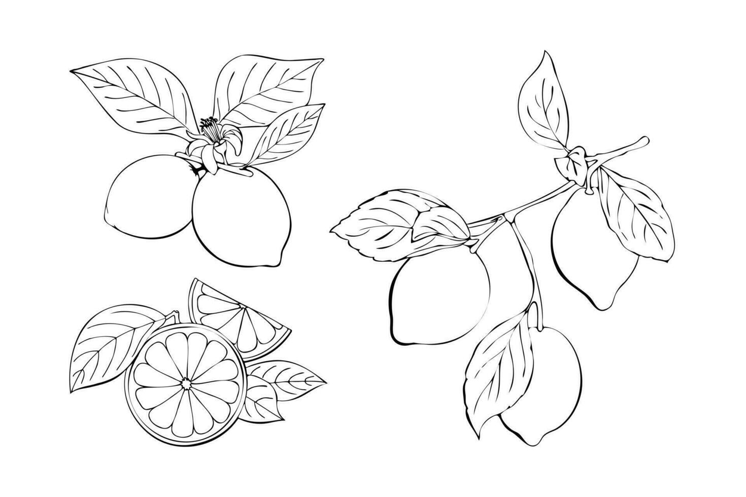 agrumes collection contour linéaire main dessin, Orange et citron, branche avec des fruits et feuilles, fleur. vecteur