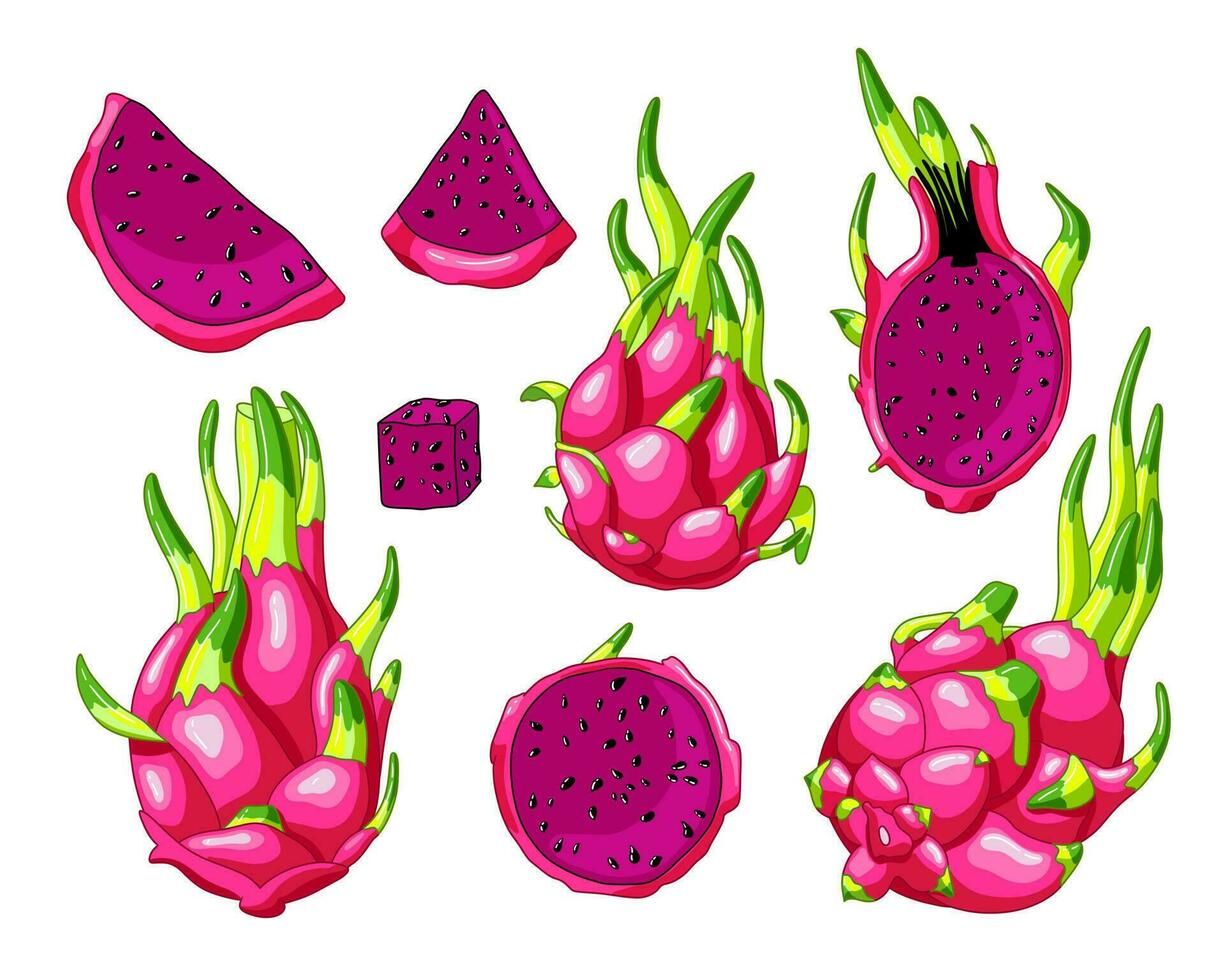 ensemble de foncé rose dragon des fruits éléments. entier fruit, moitié et pièces de pitaya. vecteur illustration, dessin animé réaliste style. exotique juteux pitaya. tropical asiatique nourriture