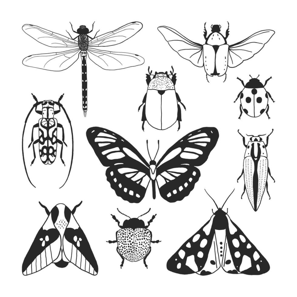 collection de différent insectes. main tiré papillon, coléoptères, libellule, mites des illustrations vecteur
