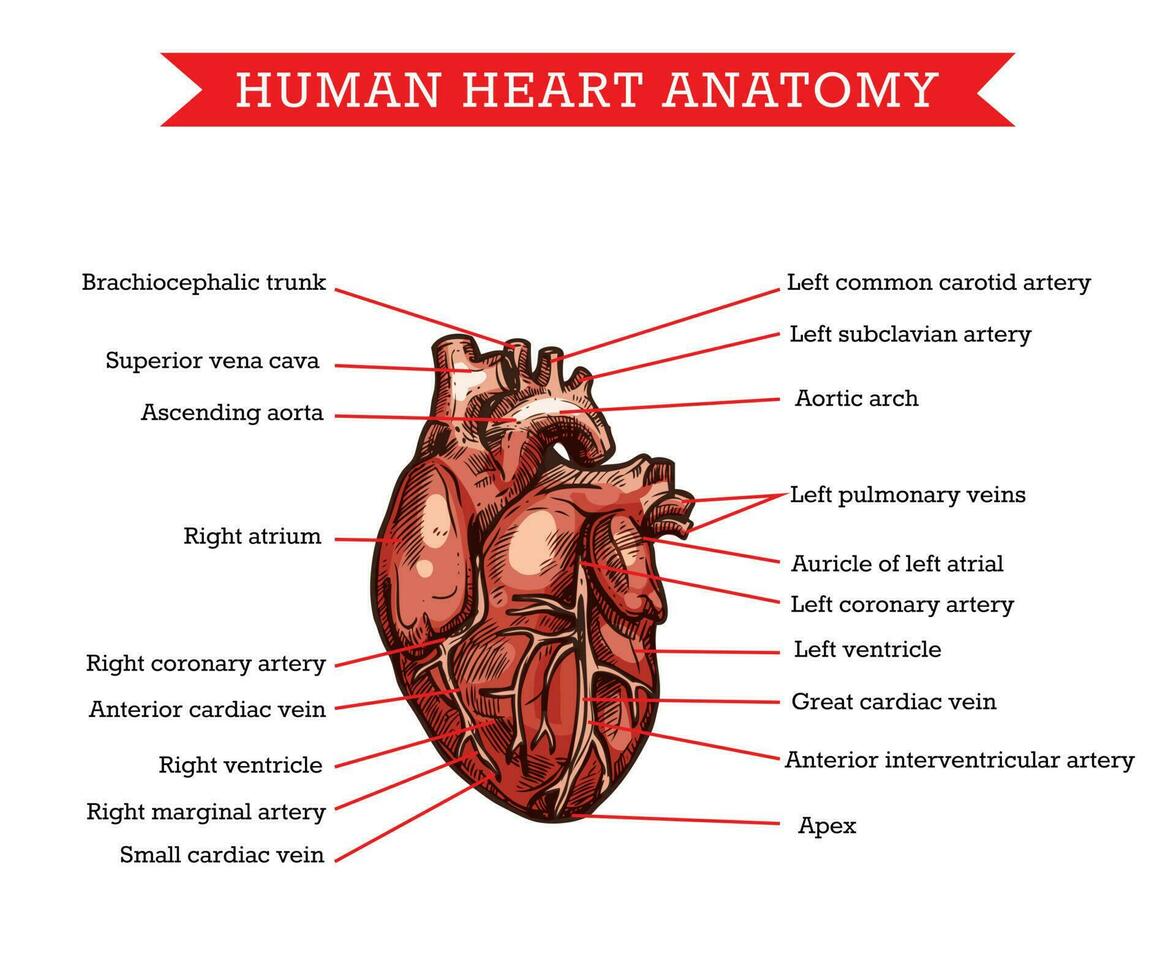 Humain cœur anatomie, vecteur esquisser médicament schème