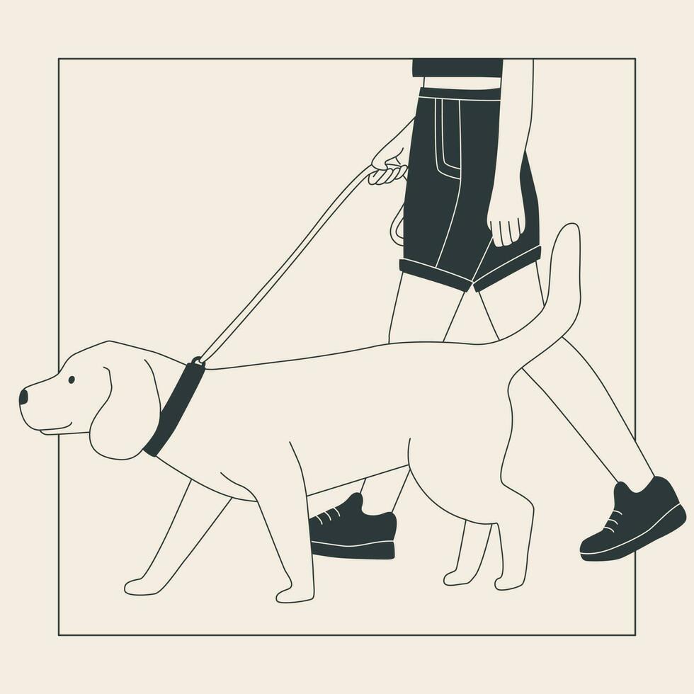 Jeune femme dans short avec une gros chien sur une laisse. mignonne Labrador sur une marcher. chien spectacle ou chien en marchant dans le ville ou dans le parc. vecteur plat contour graphique.