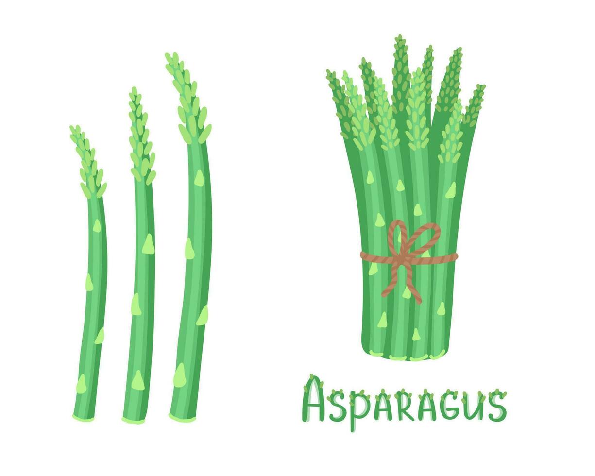 asperges, légume, ferme aliments. illustration pour impression, arrière-plans, couvertures et emballage. image pouvez être utilisé pour salutation cartes, affiches, autocollants et textile. isolé sur blanc Contexte. vecteur