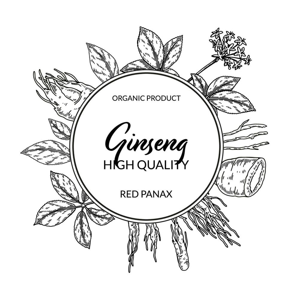 ginseng Cadre. main tiré botanique vecteur illustration dans esquisser style. pouvez être utilisé pour emballage, étiqueter, badge, logo. à base de plantes médicament Contexte