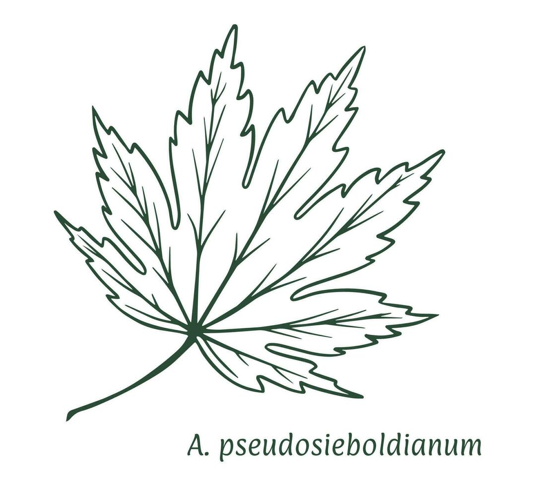 Acer pseudosieboldianum feuille. le esquisser est tiré par main, dans encre avec une crayon. des noms dans Latin. isolé sur blanc Contexte. vecteur. vecteur