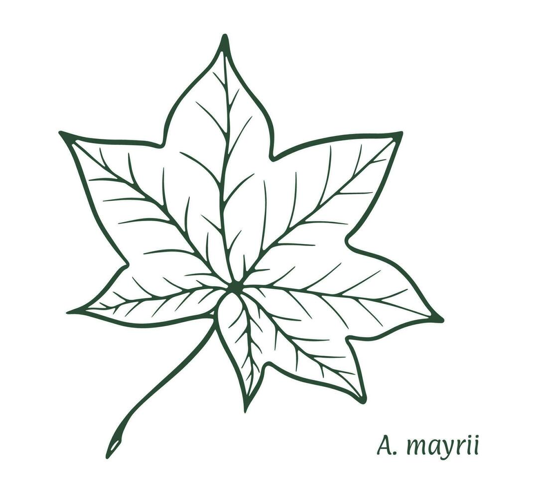 mayra érable feuille. le esquisser est tiré par main, dans encre avec une crayon. des noms dans Latin. Acer mayrii. isolé sur blanc Contexte. vecteur. vecteur