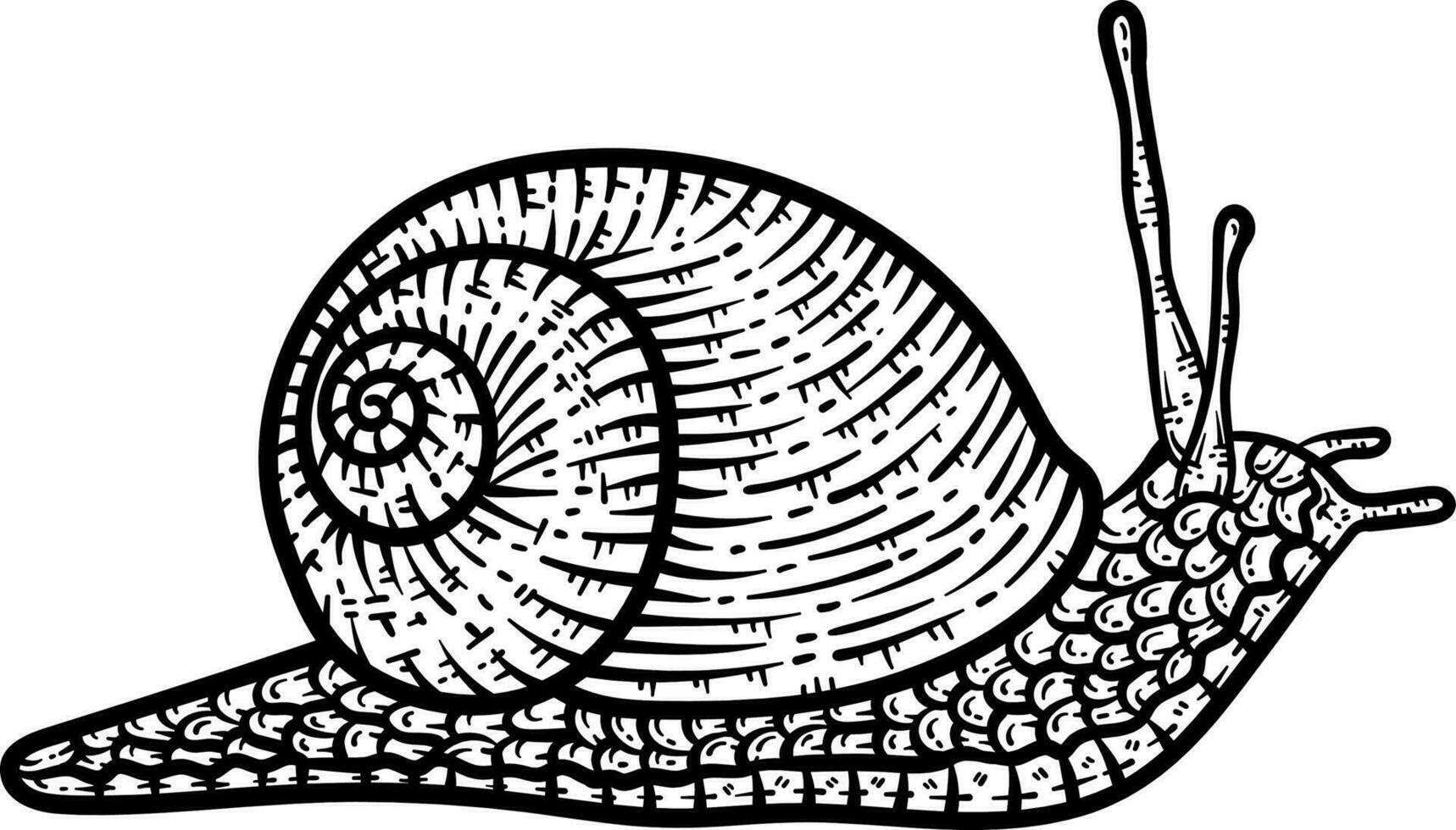 escargot animal coloration page pour adultes vecteur