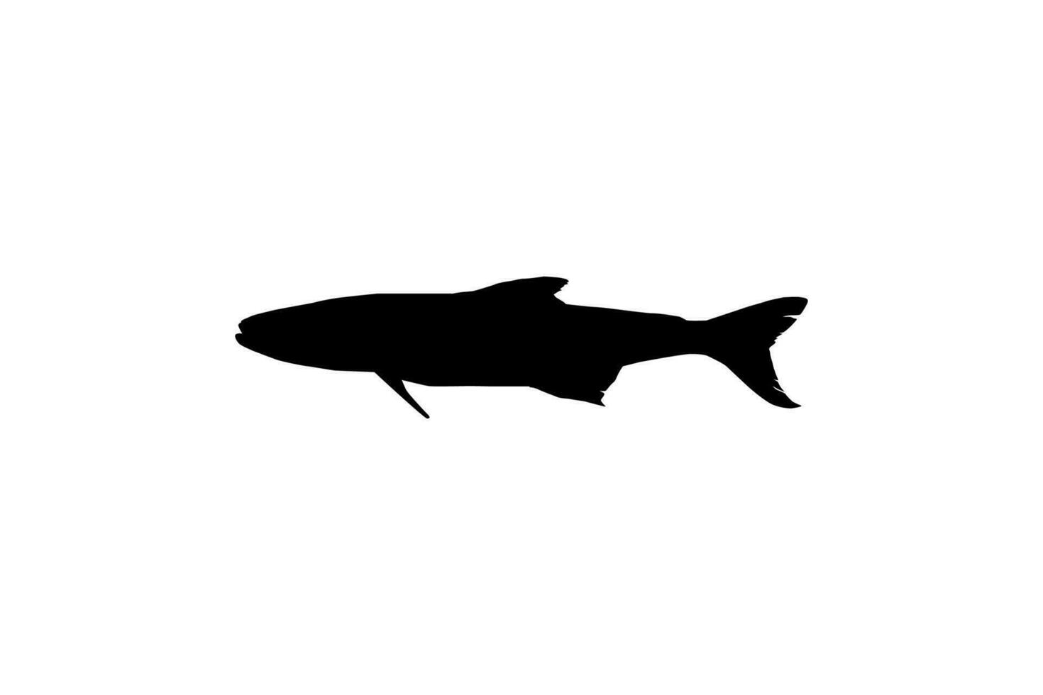 cobia poisson silhouette, aussi connu comme noir carangue, noir saumon, lingue, poisson-citron, crabier, prodigue fils, morue, et noir bonite. vecteur illustration