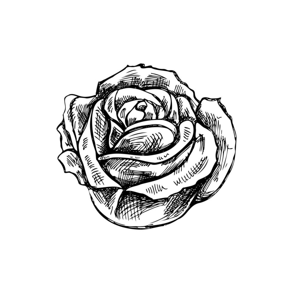 main tiré esquisser illustration de Rose. vecteur tatouage conception élément. ancien illustration.