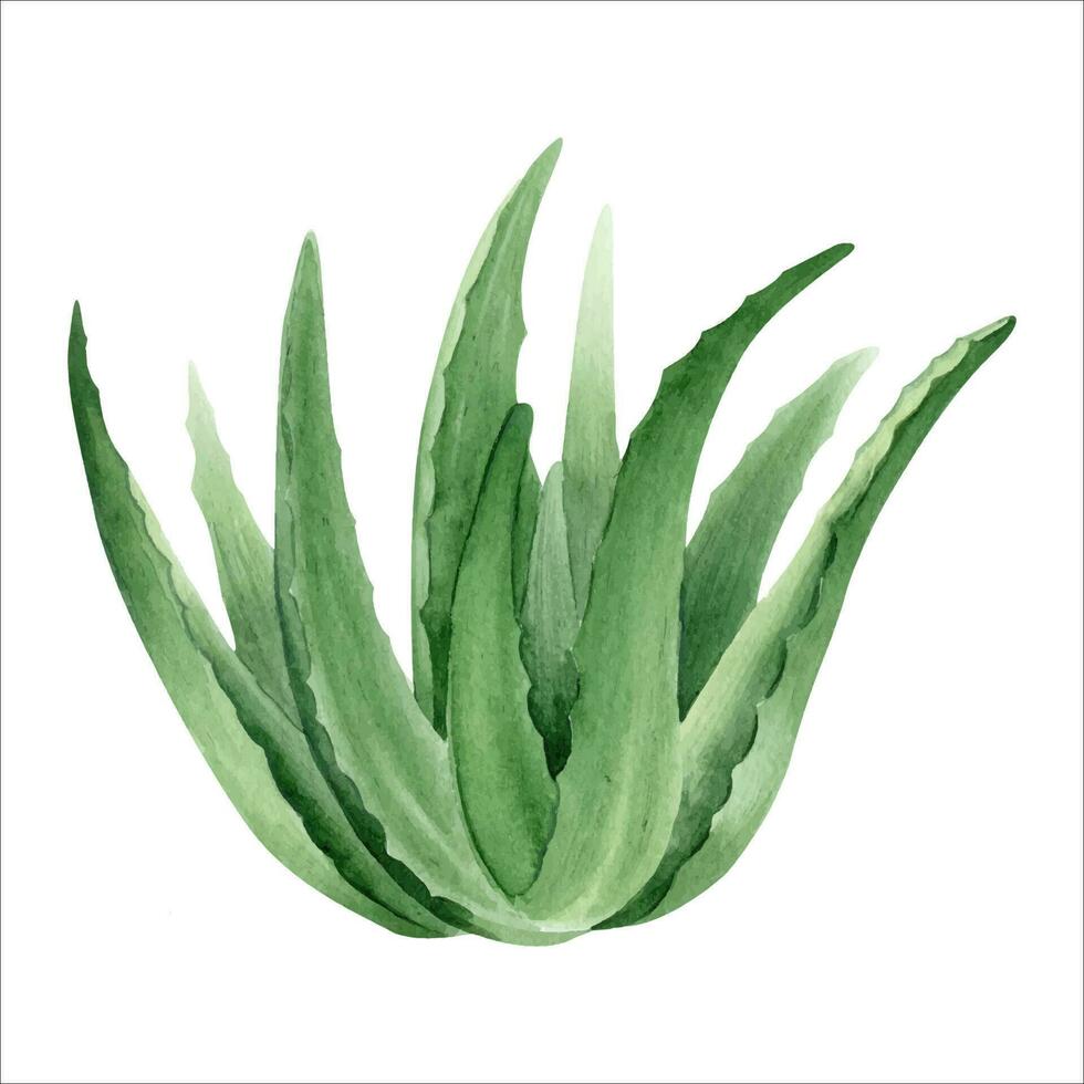 aloès Vera plante. botanique succulent aloès. aquarelle illustration, dessiné à la main. isolé sur blanc Contexte. pour emballage cosmétique, emballage papier vecteur