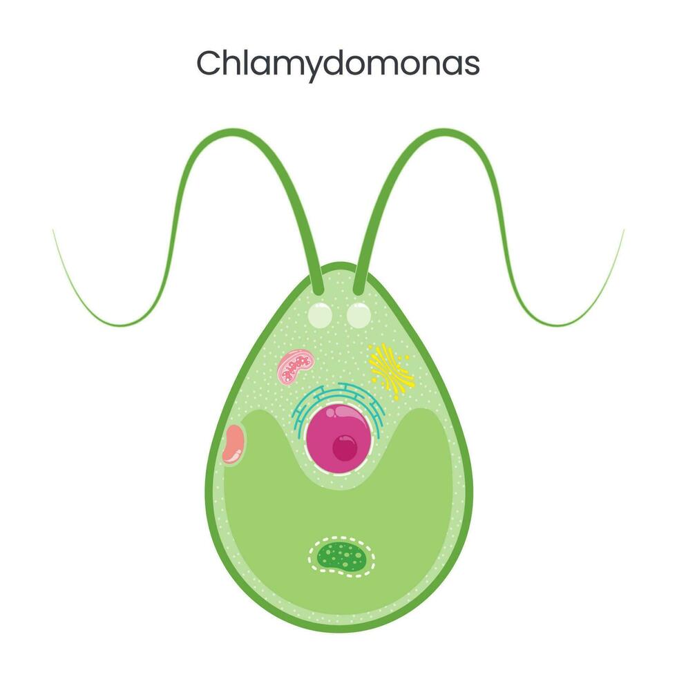 chlamydomonas science vecteur illustration graphique