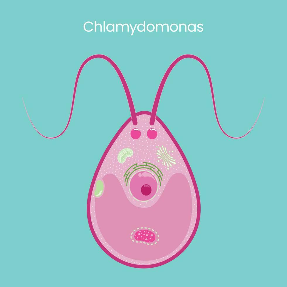 chlamydomonas science vecteur illustration graphique