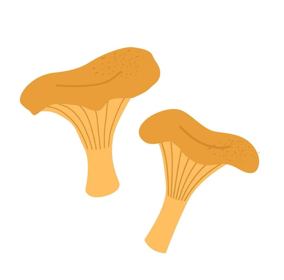 champignons plat vecteur illustration. chanterelle isolé sur blanc Contexte