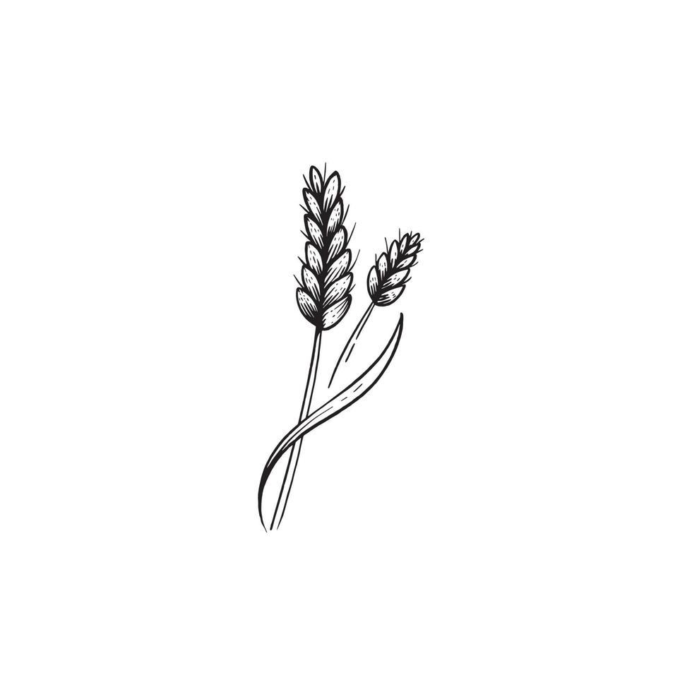 vecteur rétro de blé dessiné à la main