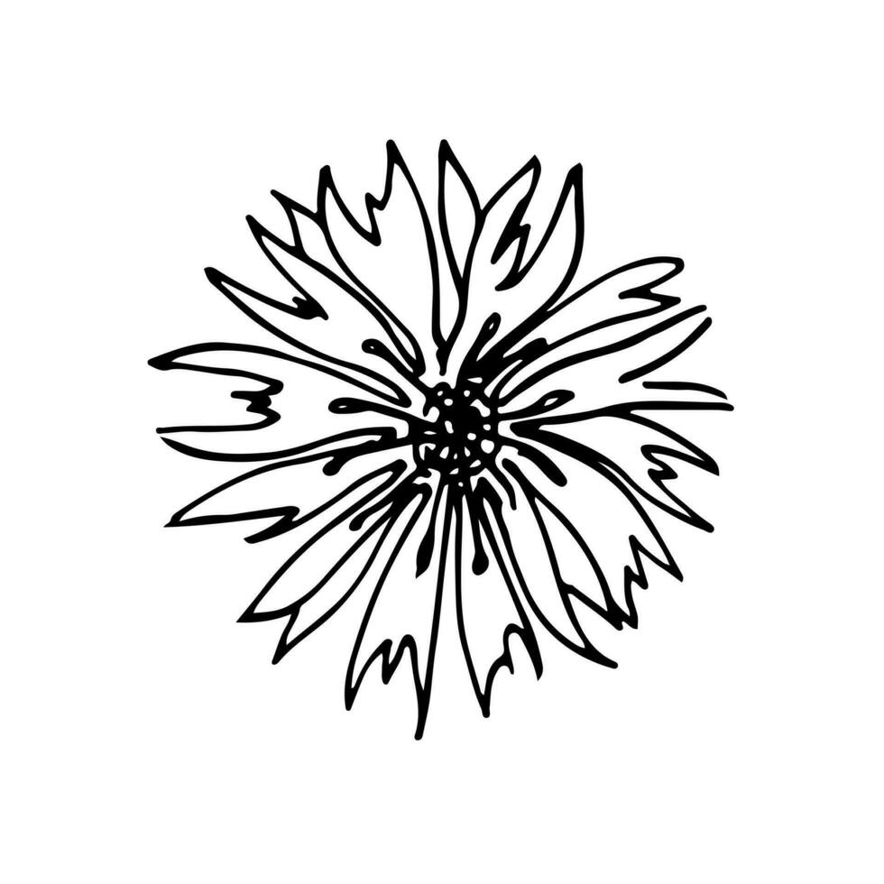 coquelicots fleurs continu ligne dessin. modifiable doubler. noir et blanc art. illustration. vecteur