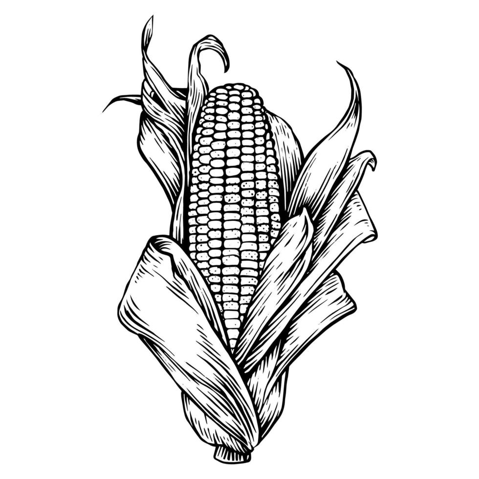 illustration vectorielle de maïs dessiné à la main sur fond blanc isolé vecteur