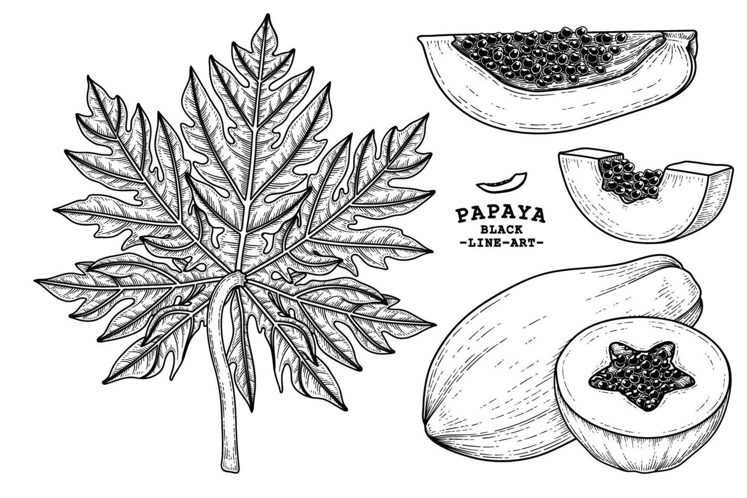 ensemble d'éléments dessinés à la main de fruits de papaye illustration botanique vecteur