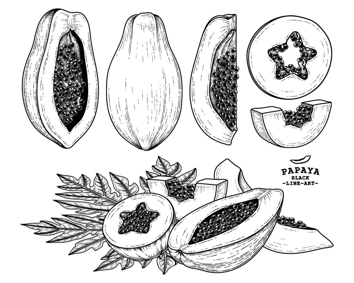 ensemble d'éléments dessinés à la main de fruits de papaye illustration botanique vecteur