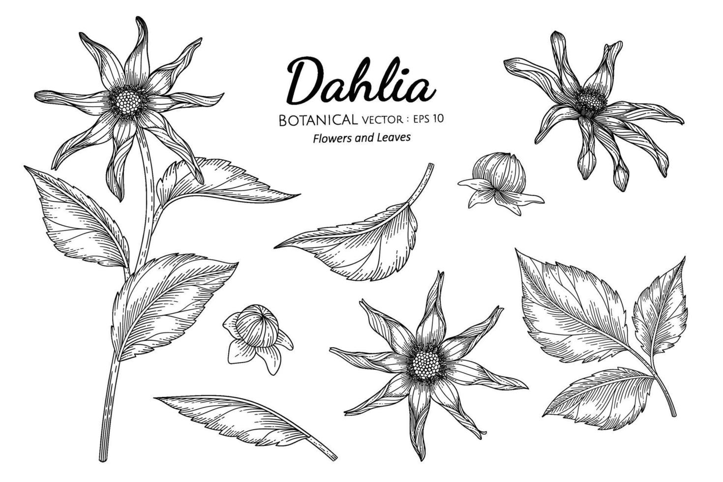 ensemble de fleur de dahlia et feuille illustration botanique dessinée à la main avec dessin au trait sur fond blanc. vecteur