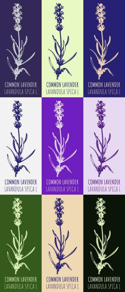 ensemble de vecteur dessin de commun lavande dans divers couleurs. main tiré illustration. Latin Nom lavandula l.