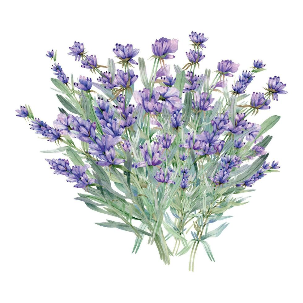 lavande aquarelle illustration. Provence herbes main peint isolé sur blanc Contexte. parfait pour mariage faire-part, de mariée douche et floral salutation cartes vecteur