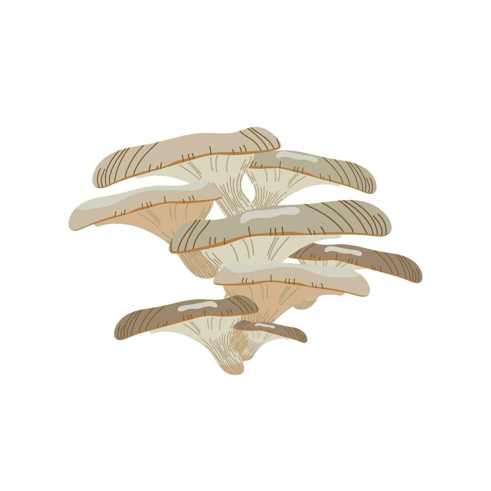 huître champignon main tiré vecteur illustration. esquisser style dessin isolé sur blanc Contexte avec tranché pièces. biologique végétarien objet pour menu, étiqueter, recette, produit emballage