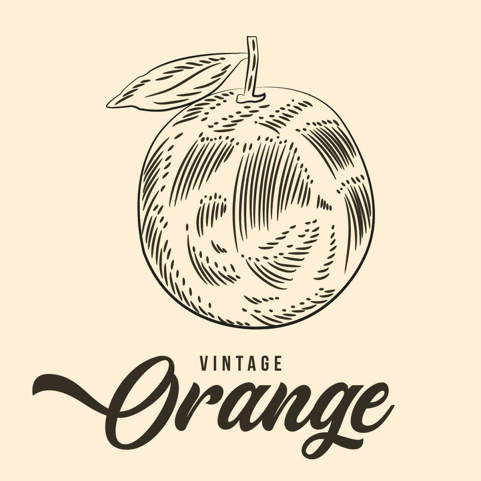 ancien main dessin Orange fruit esquisser vecteur Stock illustration