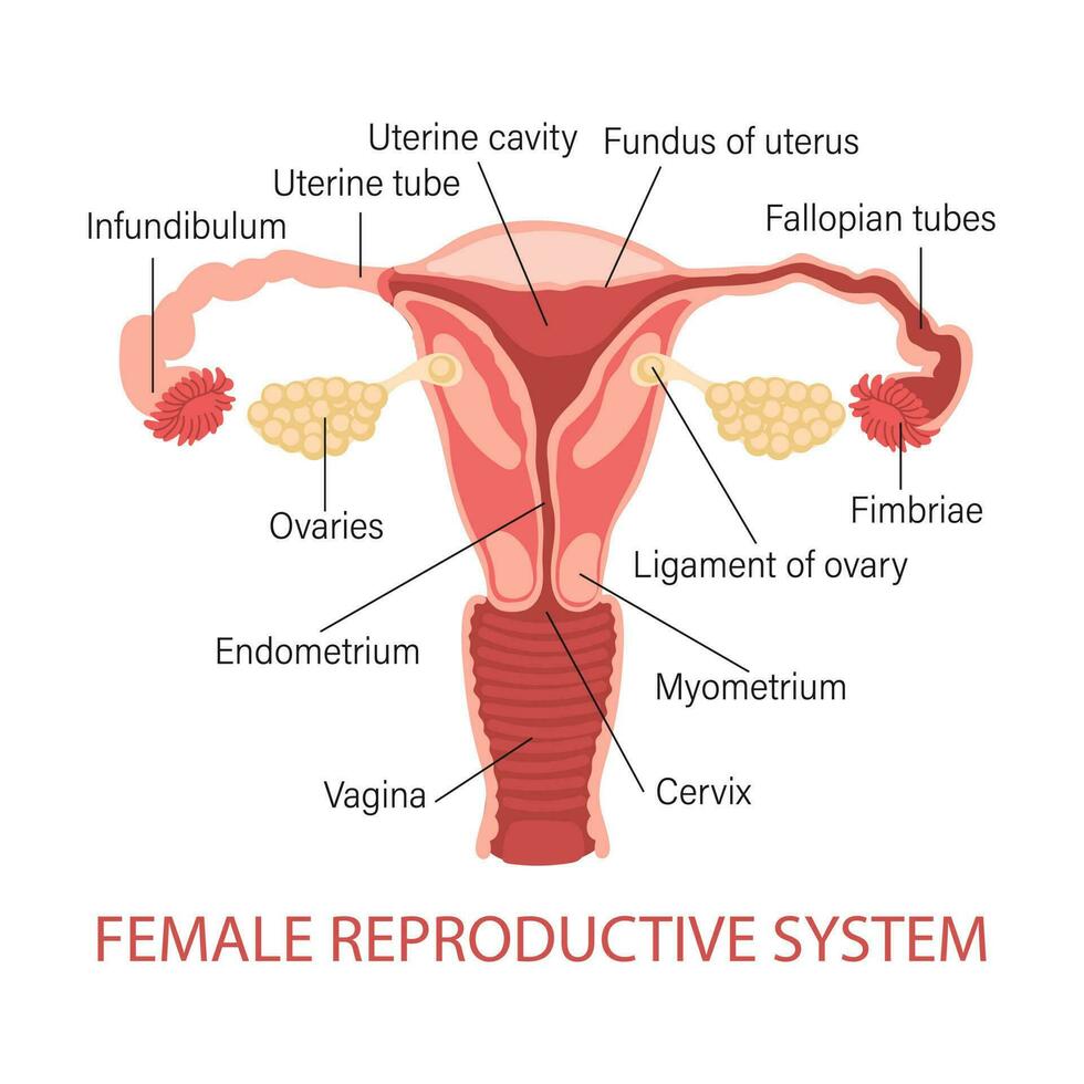 femelle reproducteur système. diagramme de une en bonne santé utérus. génilogie. médical concept. infographie bannière. vecteur