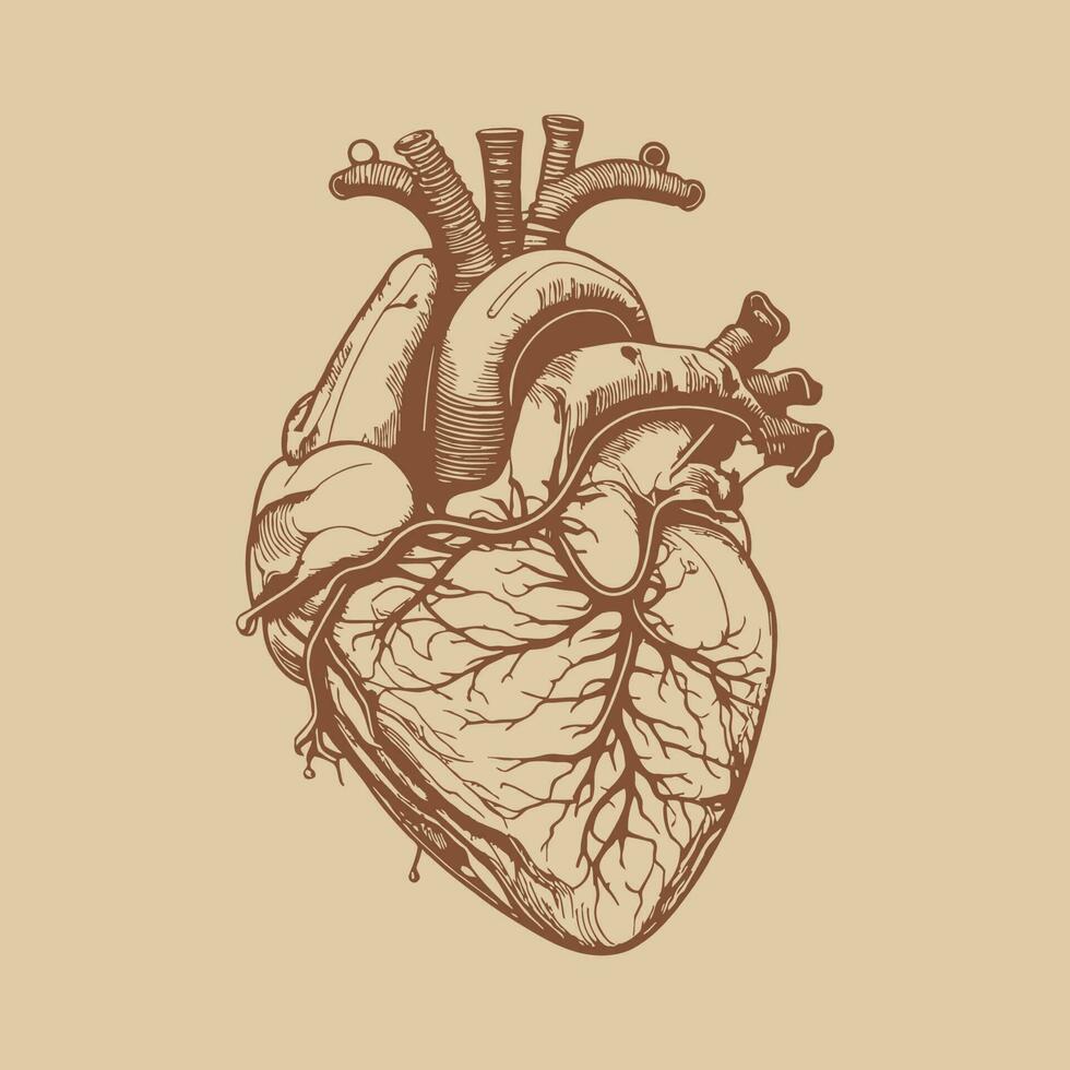 Humain cœur avec veines et artères. vecteur illustration dans ancien style.