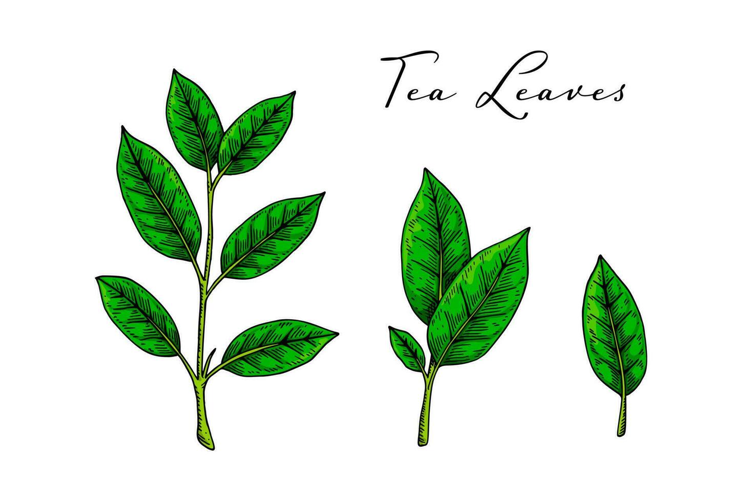 vert thé feuilles. coloré main tiré vecteur illustration dans esquisser style.