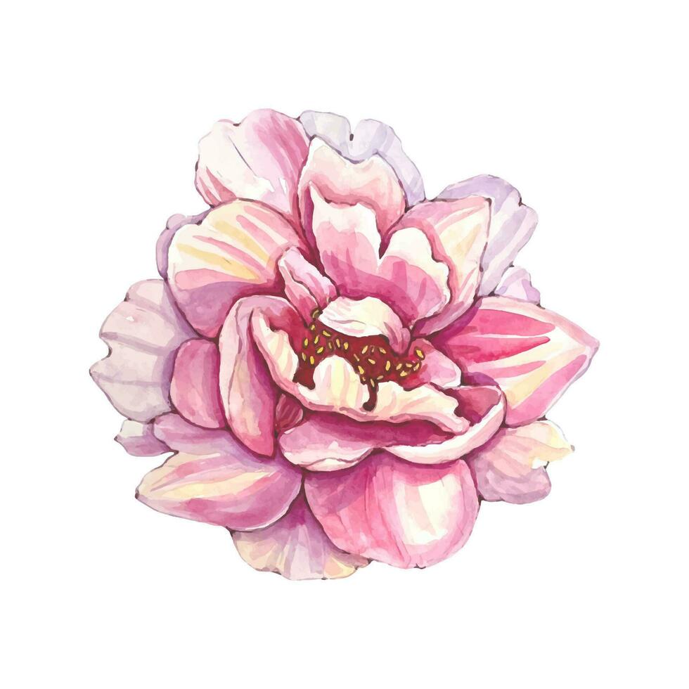 aquarelle rose pivoine fleur isolé vecteur