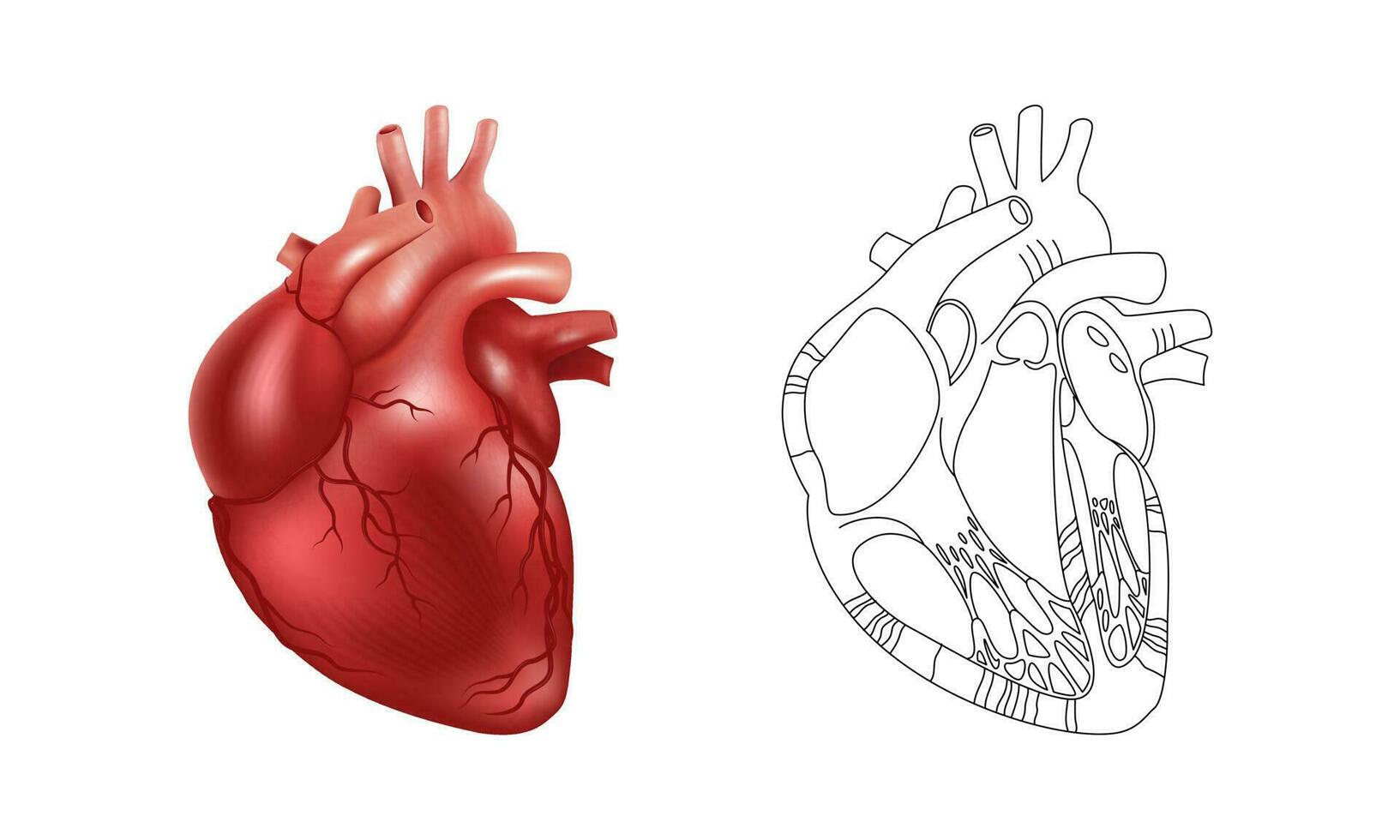 réaliste 3d Humain cœur et une schématique dessin de ses interne structure. vecteur illustration pour médical affiches, scientifique atlas et des articles