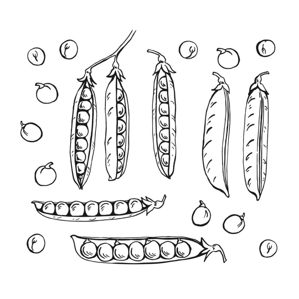 croquis de gousses de pois. Positionner. illustration dessinée à la main convertie en vecteur. illustration d'aliments biologiques isolé sur fond blanc. vecteur