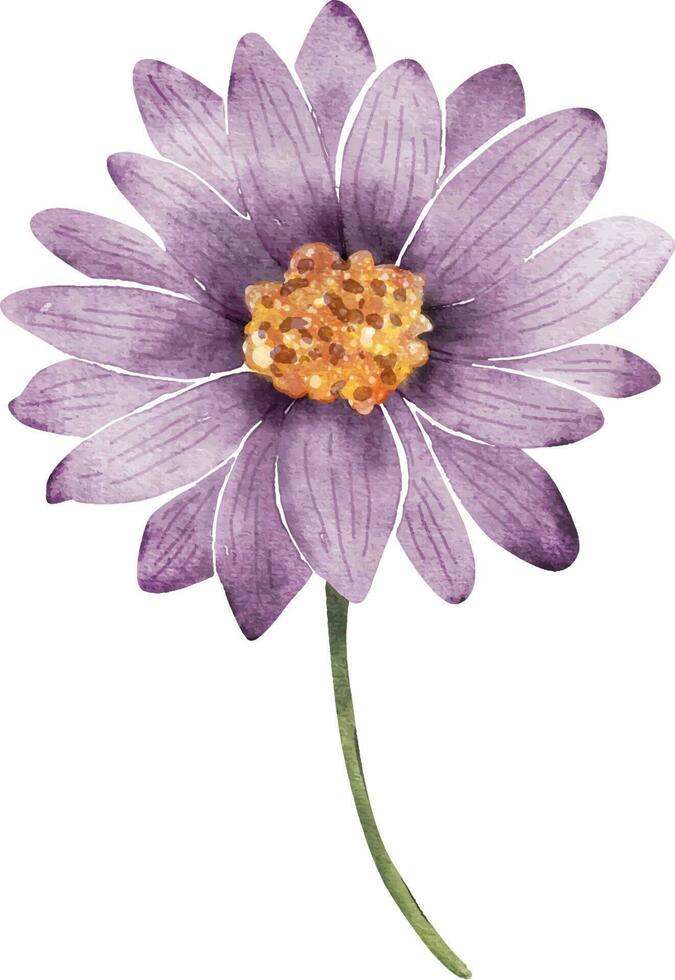camomille fleur, aquarelle illustration pour cartes postales et conception. vecteur