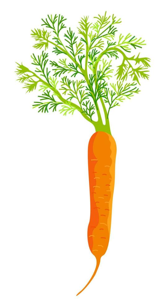 brillant vecteur isolé illustration de carotte.